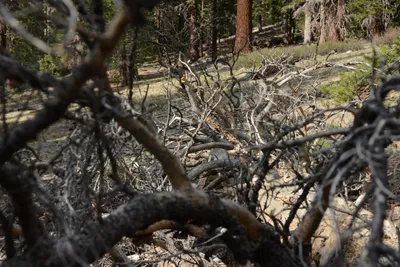 DSC_3267 (Large).JPG